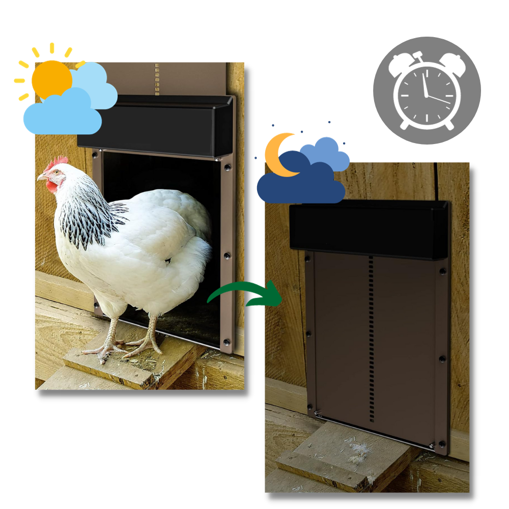 Automatic Chicken Coop Door - Ozerty